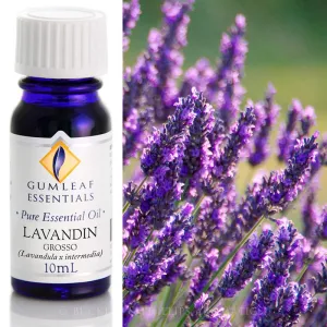 Lavandin Grosso Lavender Essential Oil Gumleaf 10ml